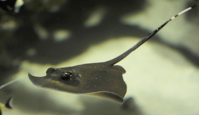 Újabb különleges porcos hal a Sóstó ZOO-ban!