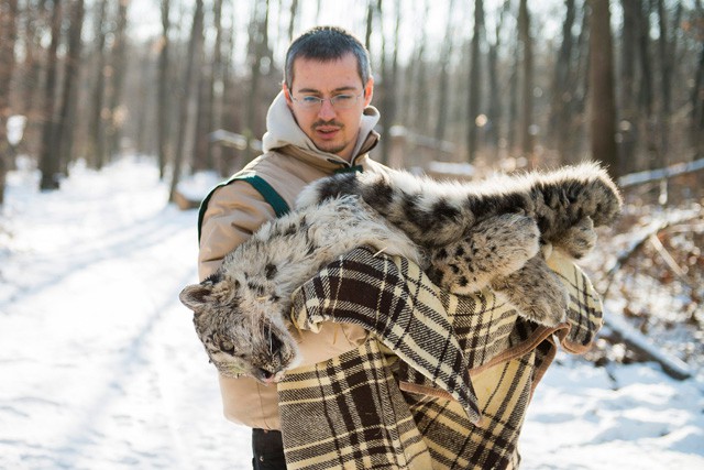 Gyógytornán a Nyíregyházi Állatpark beteg hópárduca!