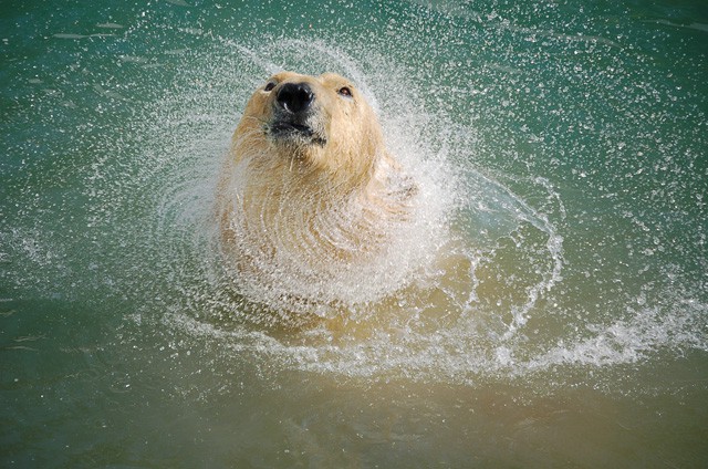 Jegesmedve nőstény érkezett az Állatparkba!