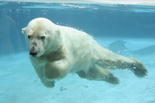 Birtokba vette kifutóját Zora, a másfél hete érkezett jegesmedvelány!