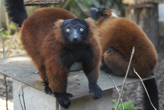 Társat kapott a Nyíregyházi Állatpark vörös vari hölgye!