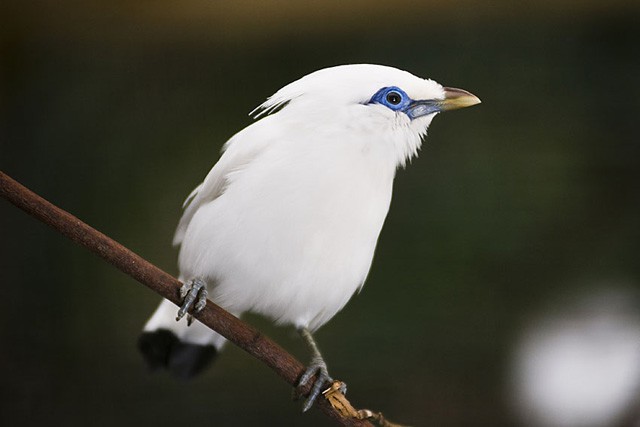 Egy nap a Bali seregélyért!