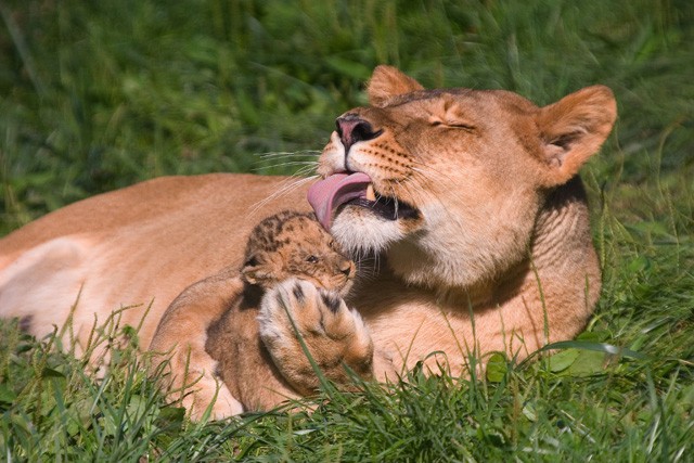 Anyák napi fotópályázat!