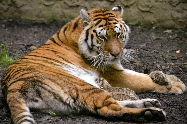 Nyilvános tigris nevelés Állatparkunkban