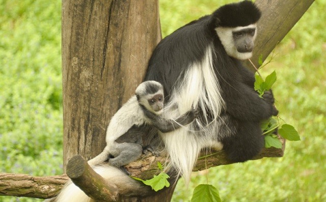 Szürkül a majom :)