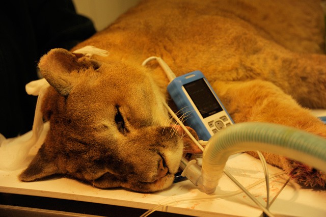 Pedikűr egy öreg puma lányon!