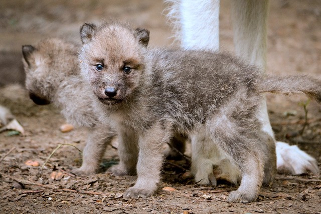 Kanadai fehérfarkas kölyök született  Állatparkunkban!