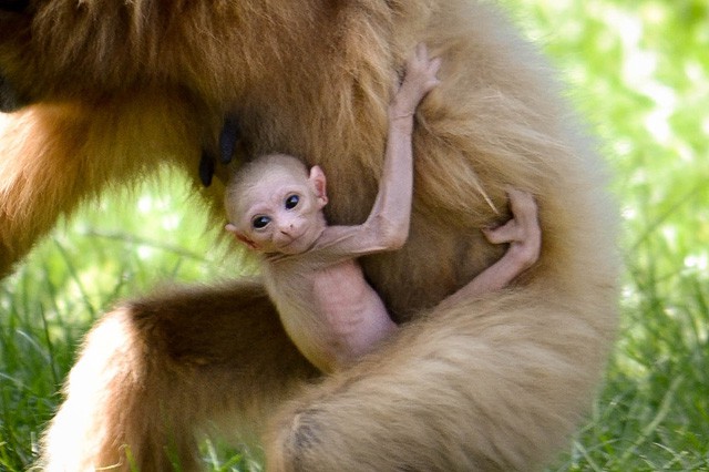 Fehérkezű gibbon született  Állatparkunkban!