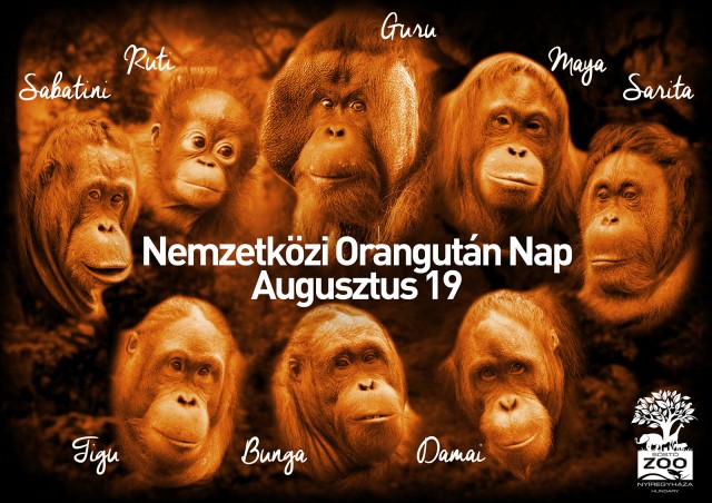 Augusztus 19--- Ma van az Orangutánok Világnapja!  