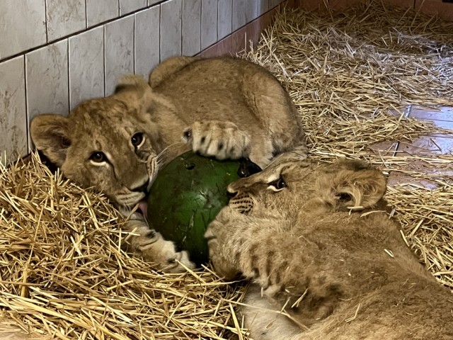 Társat kapott az Ukrajnából mentett kis oroszlán