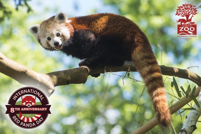 Ma van a Nemzetközi Kis Panda Nap 