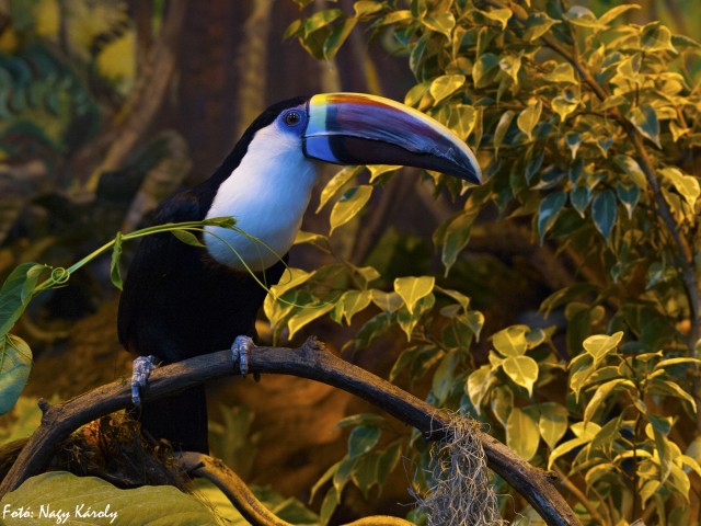 A Viktória ház egyik színpompás lakója, a fehértorkú tukán igazi őserdei hangulatot sugároz!   