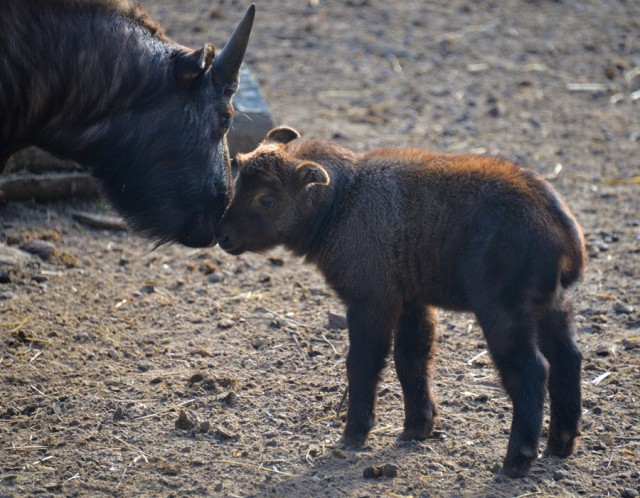 Mishmi takin borjú született ismét Állatparkunkban