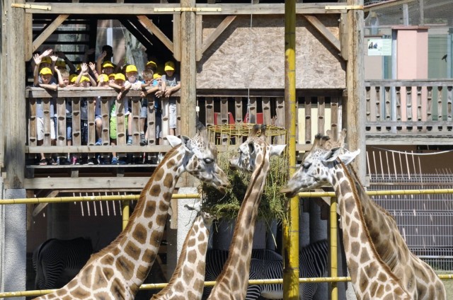 Idén is lesz ZooSuli!