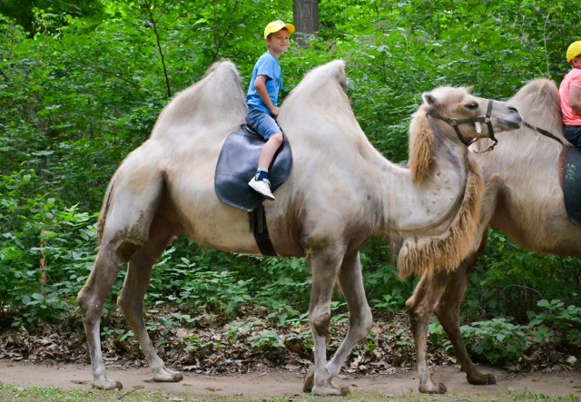 Elkezdődött a Nyíregyházi Állatpark nyári tábora, a Zoo suli.  