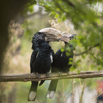 Ezüstös szarvcsőrű