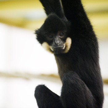 Bóbitás gibbon
