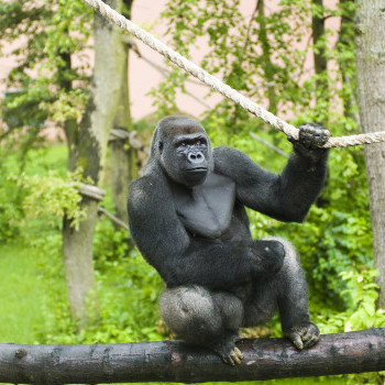 Nyugati síkvidéki gorilla