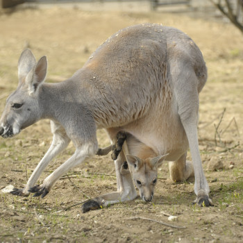 Vörös óriáskenguru 