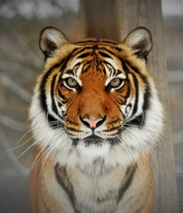 Ma van a Veszélyeztetett Fajok Világnapja