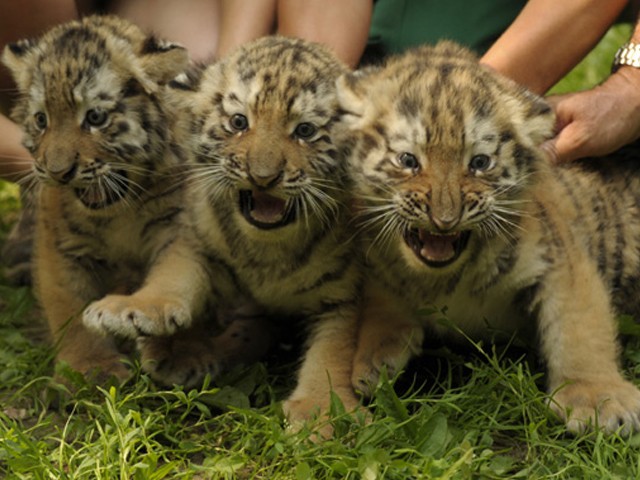 Kettős keresztelő Állatparkunkban!