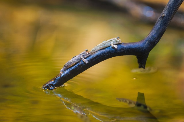 Egy hal, mely több időt tölt a szárazföldön, mint a vízben