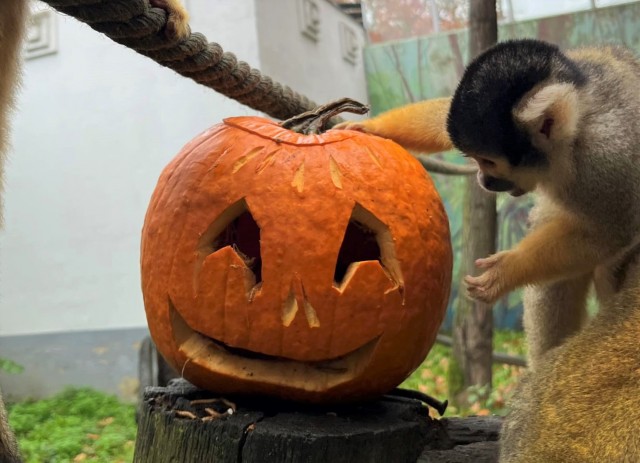 Tök jó meglepetés